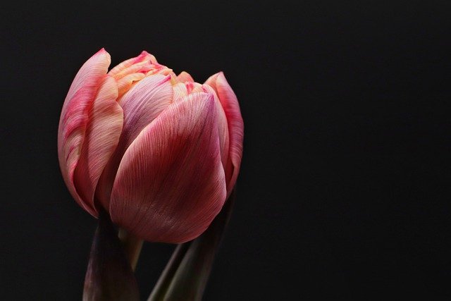 tulip